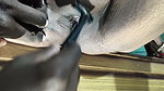 Cut the hair of sister-in-law’s pussy and fucked her a lot