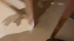 Beautiful Cute Sexy Punjabi Girl Blowjob Hard Fucking  3