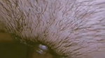 Innocent Shy Bengali Girlfriend Hard Fucking With BF  1