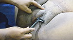 desi bhabhi pusssy hair cutting video 4k  1