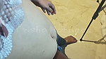 Boss Teach Her How to Give Blowjob