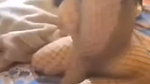 Bangali Girl Fucking Multiple Guys, Threesome, Blowjobs, Full Nude Cosplay updates 33