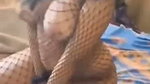 Bangali Girl Fucking Multiple Guys, Threesome, Blowjobs, Full Nude Cosplay updates 33