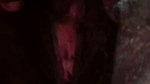 Desi Tamil Exotic Wife Renu Video Call Nude Tease Milk Boobs Hairy Pussy Big Ass for London Lover! Indianhotwifex