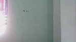 Bangladeshi Couple