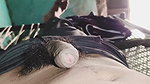 Bhabhi First Time Hand Job with Home Sex Video