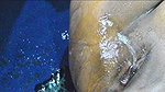 Desi Bhabhi Pusssy Hair Cutting Video