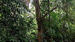 I Hide Behind a Tree and Watched the Bath