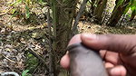 I Hide Behind a Tree and Watched the Bath