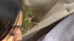 Beautiful Babe Giving a Sloppy Blowjob & Swallowing 12