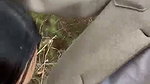 Beautiful Babe Giving a Sloppy Blowjob & Swallowing 12