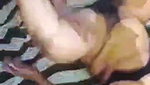 Tamil Wife Share 1