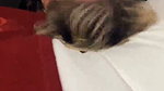 Cheating Married Milf Fucking With Her Bbc Bull At Hotel 1
