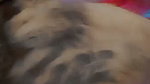 Young GF Masturbating – Close-Up Fingering 5