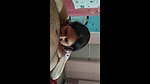 Beautiful South Milf Blowjob