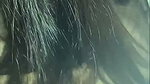 Desi GF Suck Dick