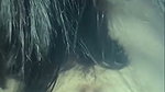 Desi GF Suck Dick
