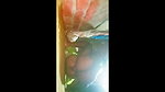 Indian girlfriend fucked by Dewar from sarita village before here sex outdoors video