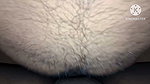 Threesome with Vibrator