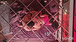 YOUNG lovers WILD in cars and room 1