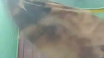 Bigboob Tamil Wife showing & bathing updates 2