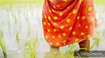 Peeing While Planting Rice Seedlings Nomita Bhabhi