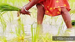 Peeing While Planting Rice Seedlings Nomita Bhabhi