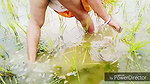 Peeing While Planting Rice Seedlings Nomita Bhabhi