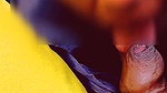 Desi Girl Give Blowjob