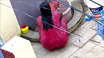 aunty open bath in red nighty