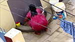 aunty open bath in red nighty