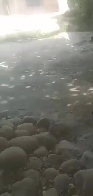 Pk village bhabi quick