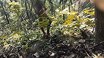 Young hot indian desi girl fucking hard with her stranger in jungle, A hot teen girl was fucking hard and blowjob with her stepb