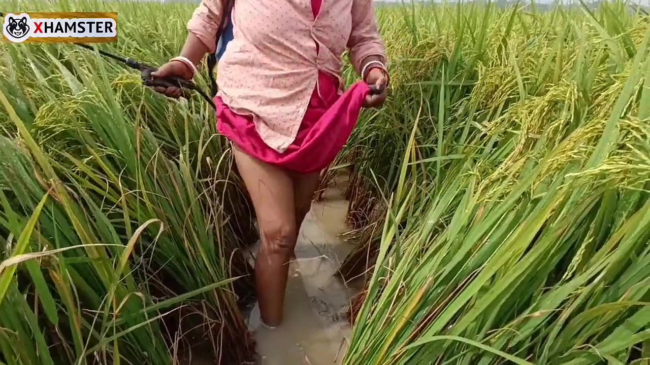 village nomita Spray on rice plants Bengali audio dirty