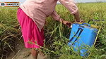 village nomita Spray on rice plants Bengali audio dirty