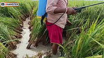 village nomita Spray on rice plants Bengali audio dirty
