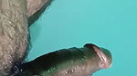 Desi Wife Blowjob