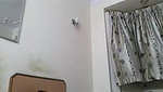 chennai boss with her colleague getting hot blowjob