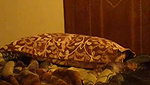 desi guy with her airhostess girlfriend