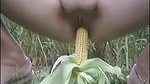 punjabi wife fucking herself with corn bhutta in fields