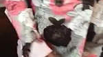 Sexy wife gives nice blowjob