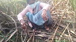 village bhabhi fingering sugarcane