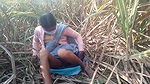 village bhabhi fingering sugarcane