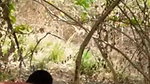 Desi couple Fucking recorded in jungle