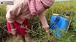 Village nomita spray for rice plants Bengal Audio Dirty