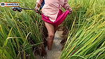 Village nomita spray for rice plants Bengal Audio Dirty