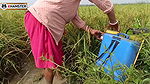 Village nomita spray for rice plants Bengal Audio Dirty