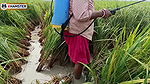 Village nomita spray for rice plants Bengal Audio Dirty