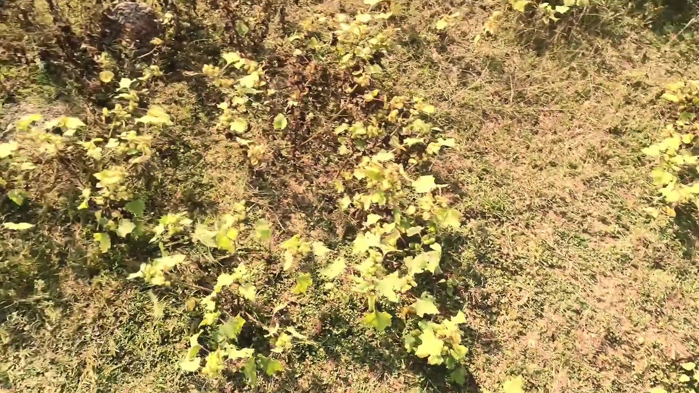 Indian girl Fucked hard in jungle outdoor by his Boyfriend Hindi audio sex video