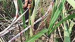 My sexy wife and I in the sugarcane field in Mast Chudai Indian Video